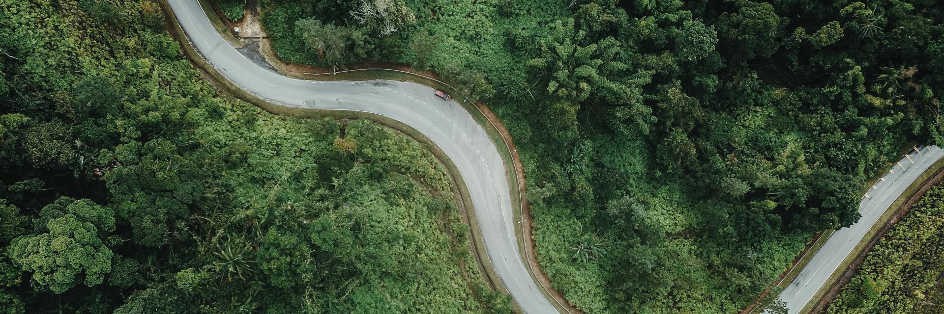 Winding road through a forest