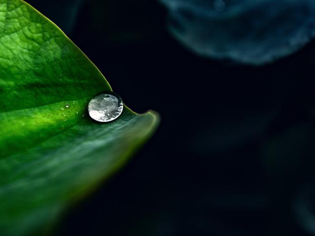 Water drop on leaf