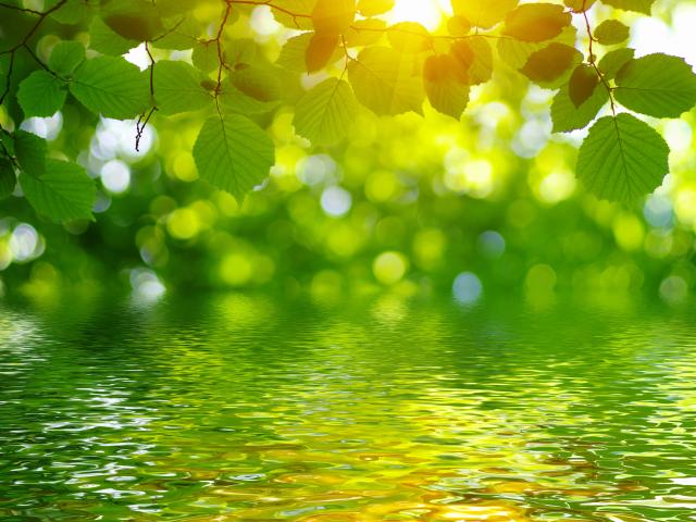 Sunlight on leaves