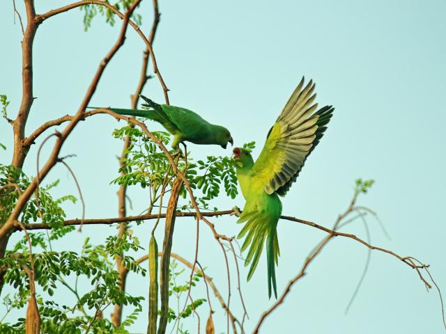 Green Parrots on tree