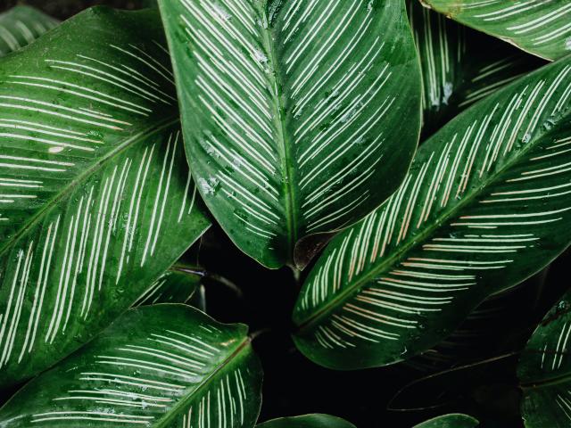 Green plant leaves