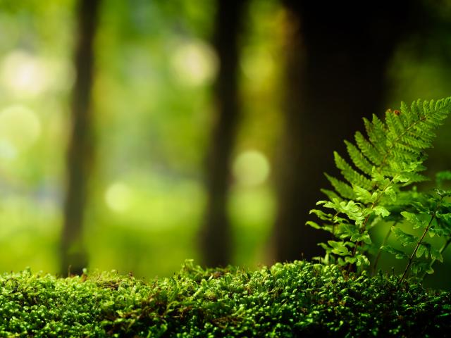 Small fern in mossy forest