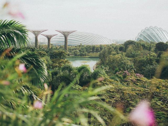 An overhead shot of a green park in Singapore with pink flowers