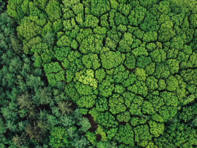A birds-eye view of the crowns of tress in a dense forest