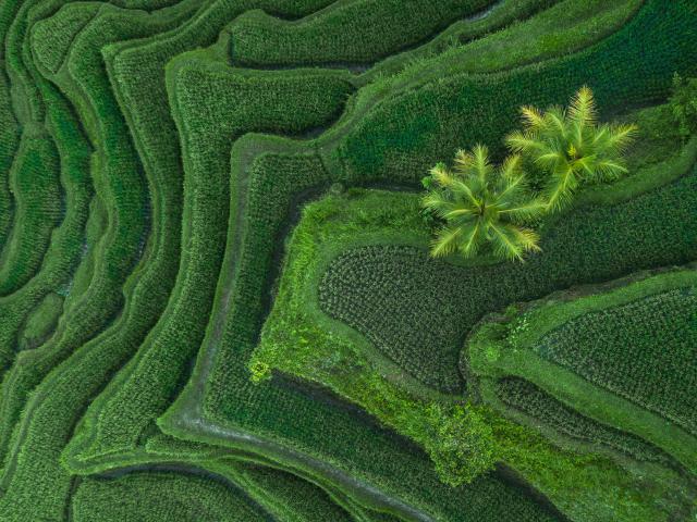 From directly above, green terrace fields in Bali, Indonesia