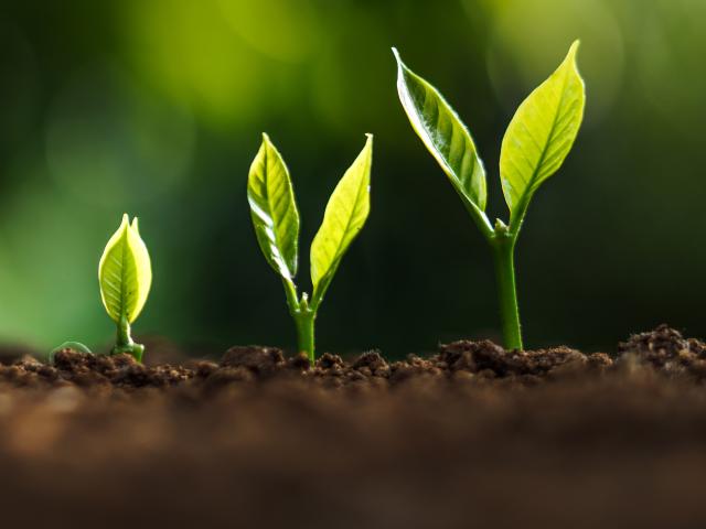 Three plants growing next to each other in brown dirt