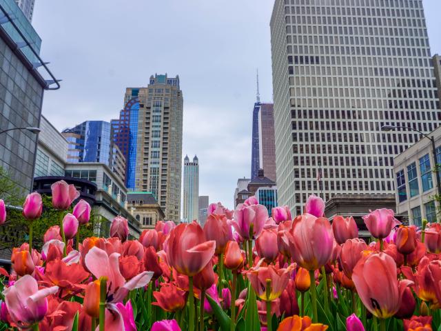 Tulips on a Chicago avenue