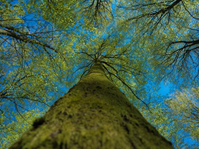 A tall deciduous tree under a blue sky viewed from the ground straight up into its top branches. It is surrounded by other trees.