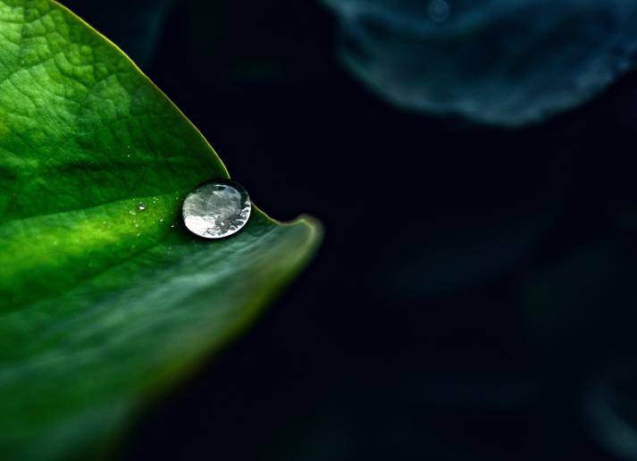 Water drop on leaf