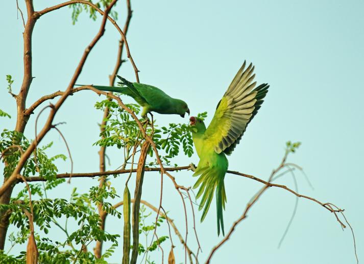 Green Parrots on tree