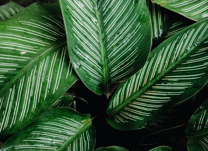 Green plant leaves