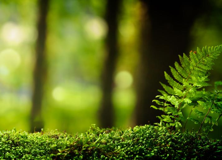 Small fern in mossy forest