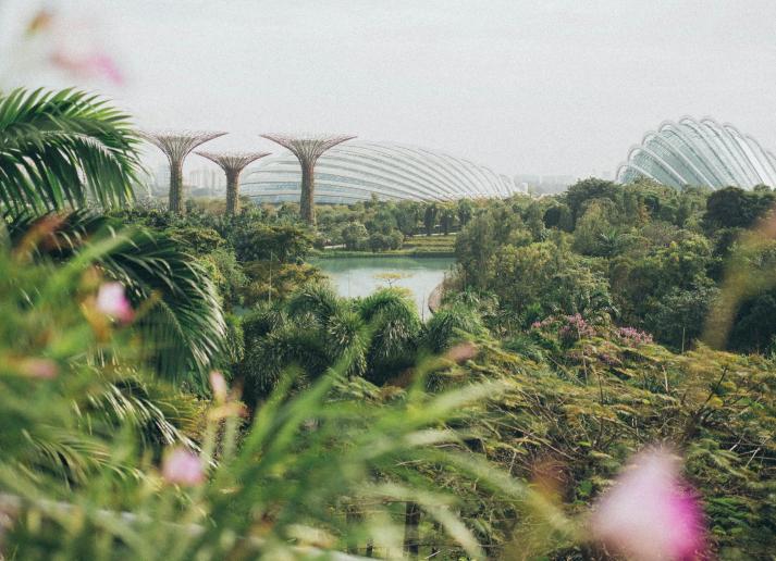An overhead shot of a green park in Singapore with pink flowers