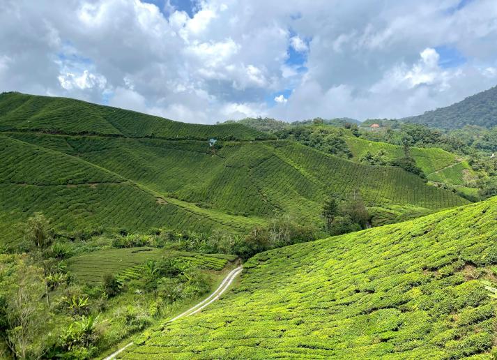 Rolling green hills in Malaysia