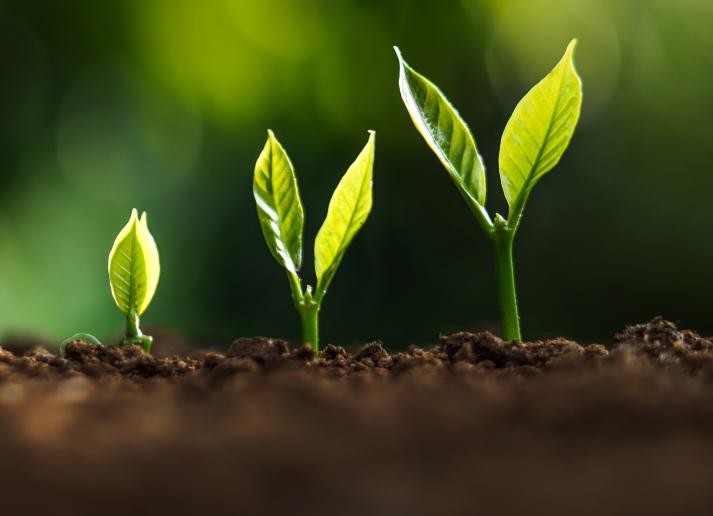 Three plants growing next to each other in brown dirt