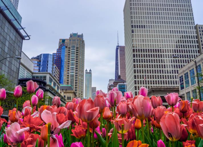 Tulips on a Chicago avenue