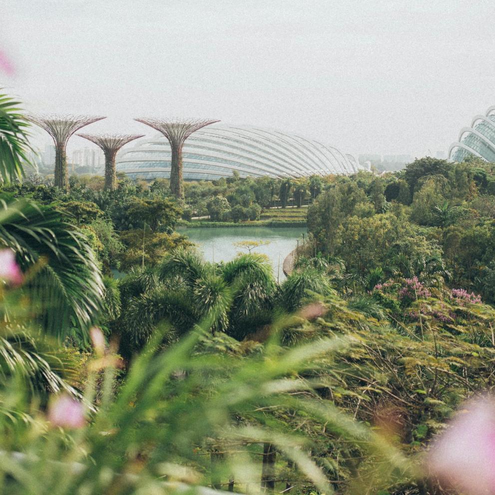 An overhead shot of a green park in Singapore with pink flowers