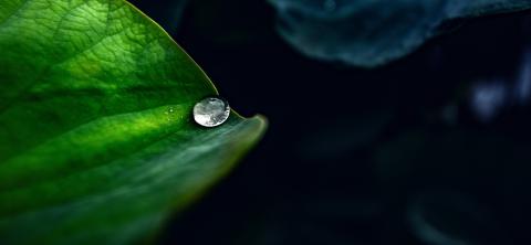 Water drop on leaf