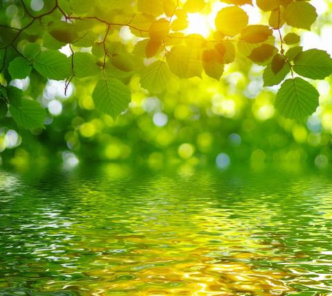 Sunlight on leaves