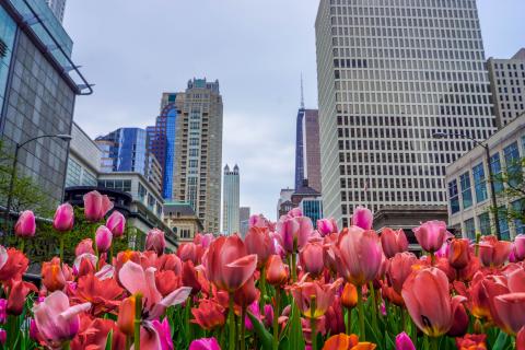 Tulips on a Chicago avenue